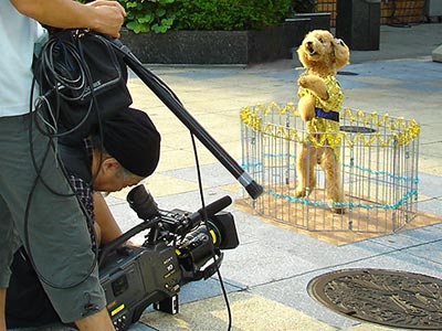 マツケンサンバを踊る犬を撮影中の笹邊